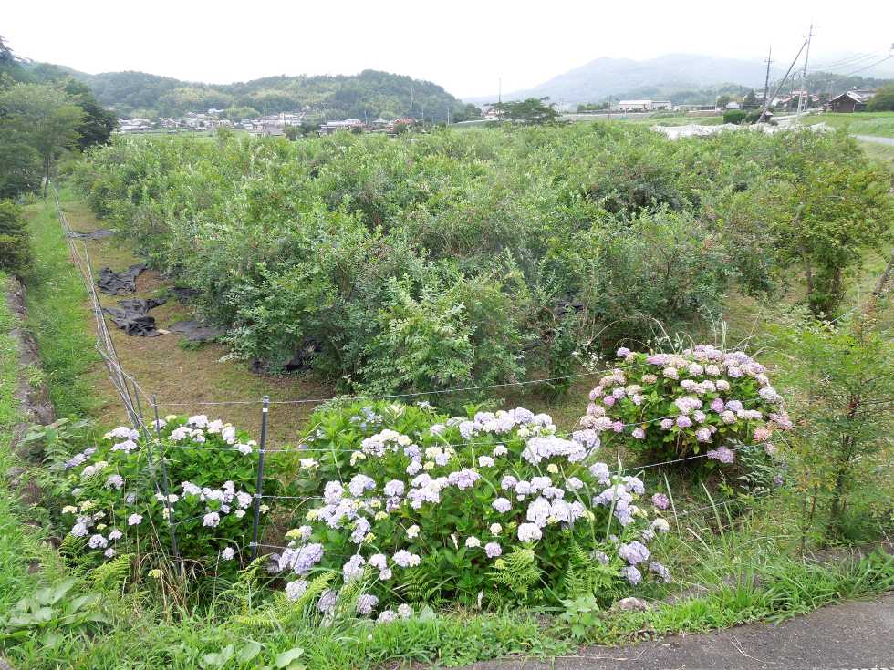ブルーベリー農園