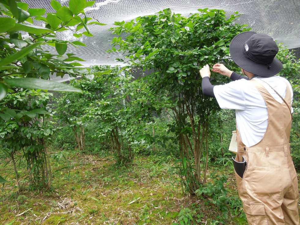 ブルーベリーの摘みとり