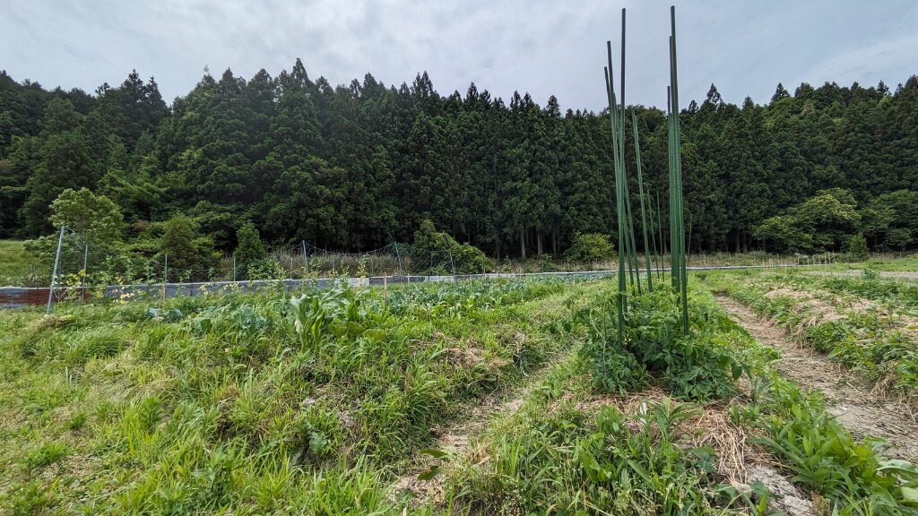 豆侭農園